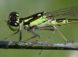 Fragile Forktail